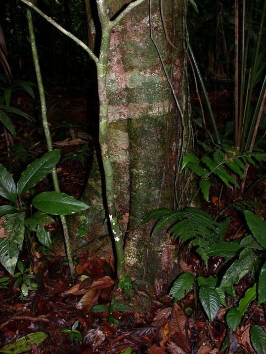 Rauvolfia purpurascens bark