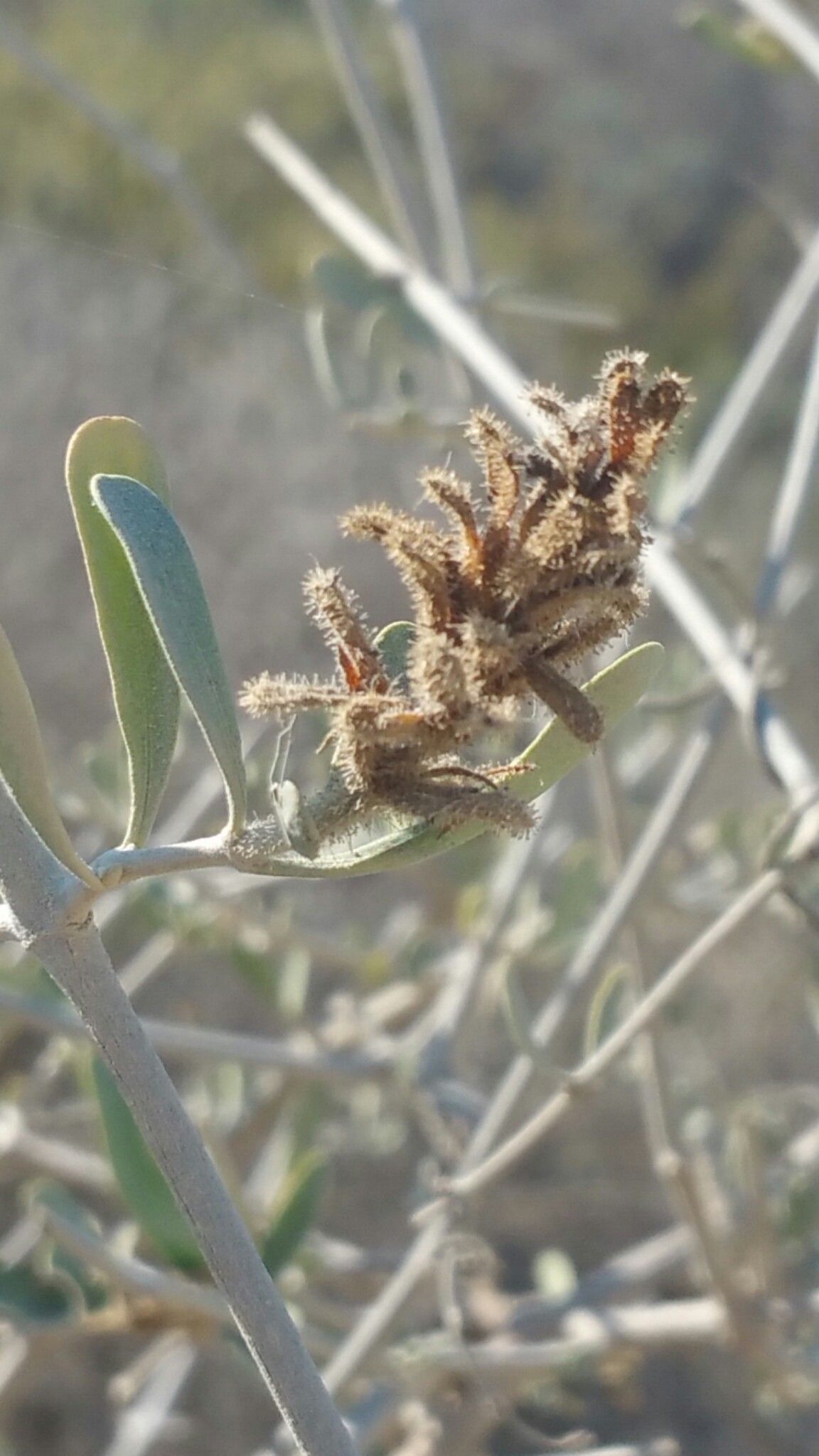 Hypoestes chlorotricha flower