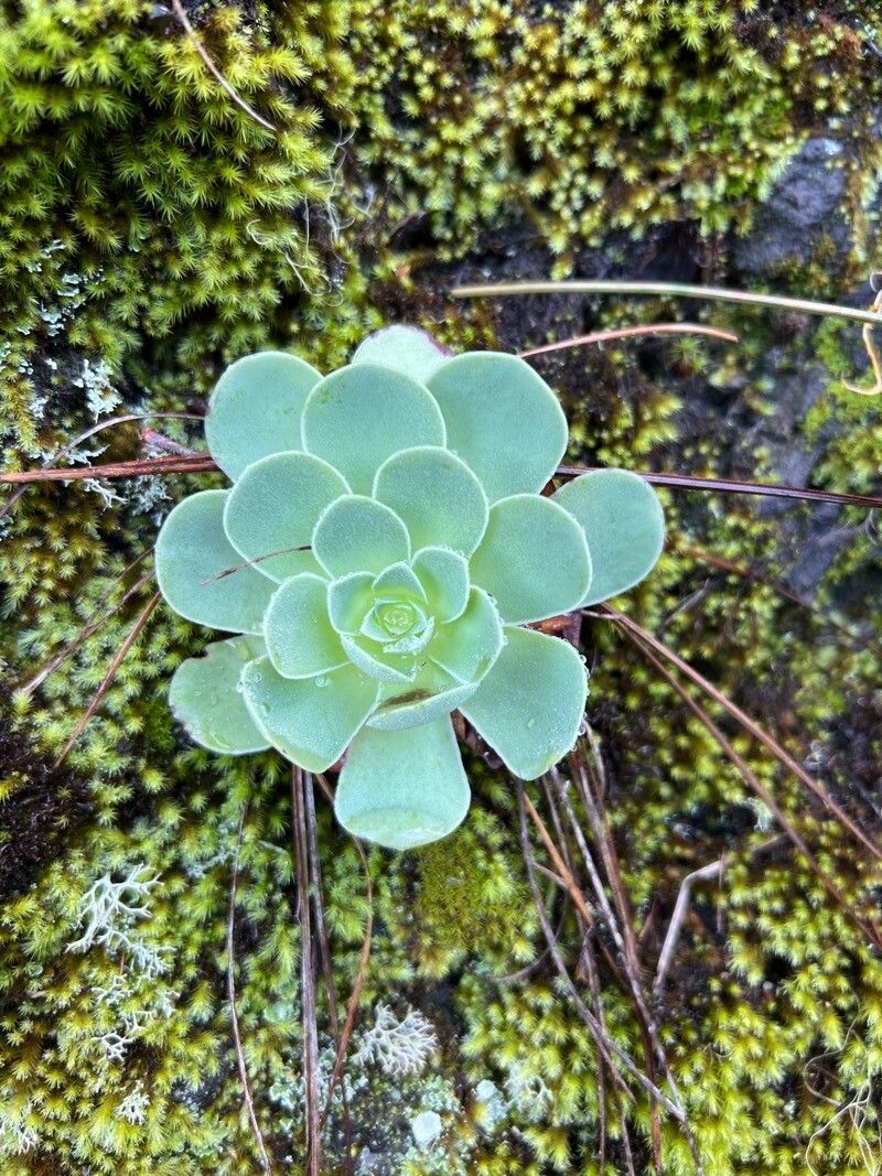 Aeonium aizoon leaf