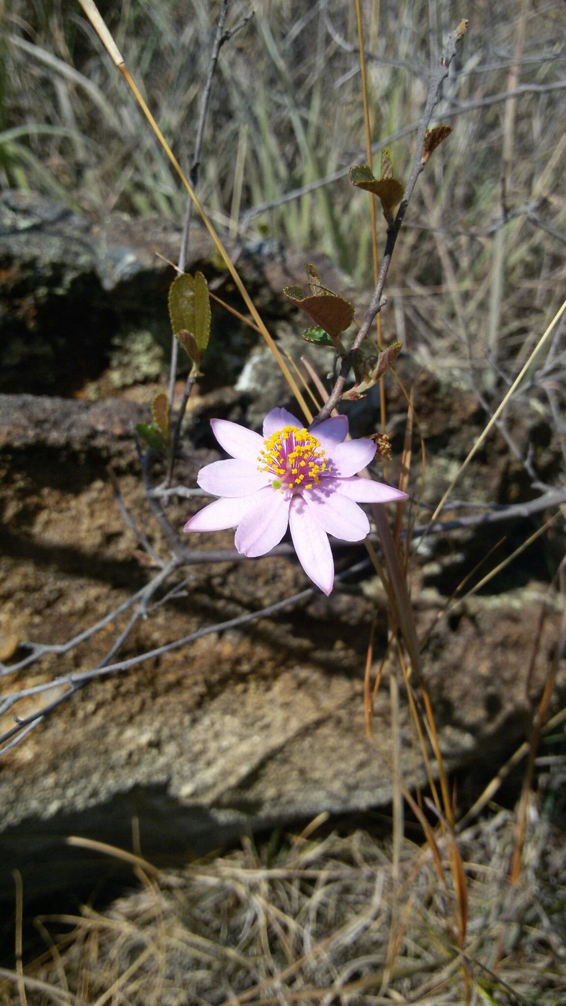 Grewia douliotii flower