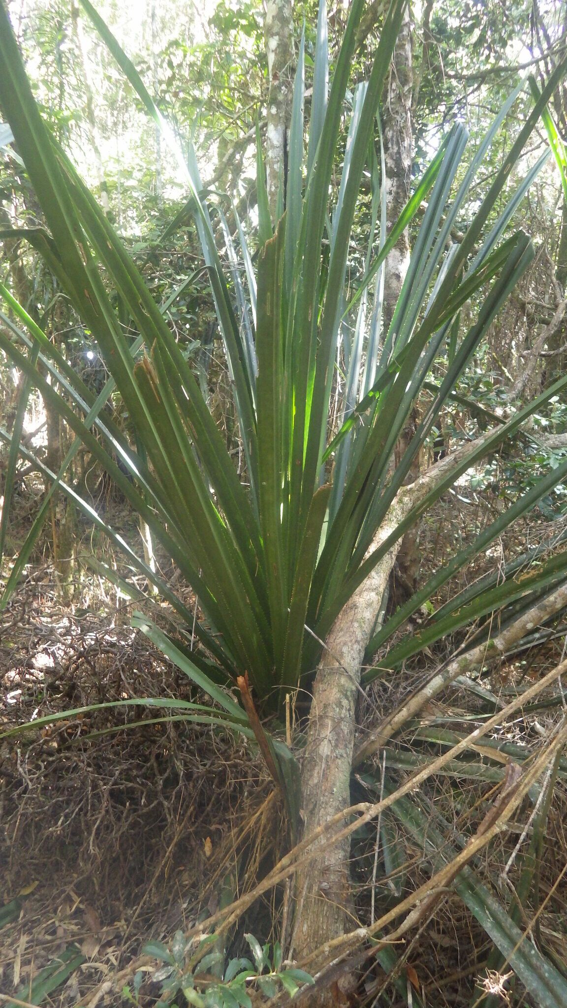 Pandanus namakiensis — houseplant care guide