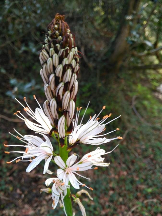 Asphodelus ramosus flower