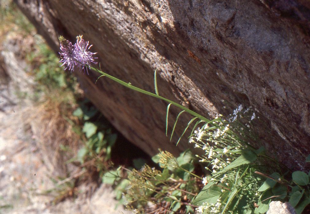 Phyteuma scorzonerifolium habit