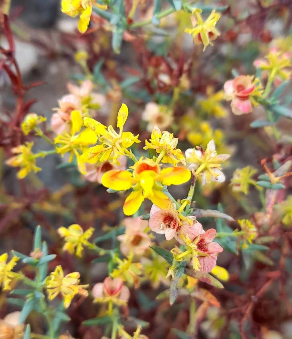 Dinemandra ericoides flower