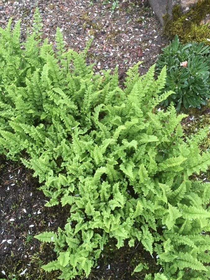 Woodsia oregana habit