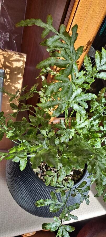 Pteris cretica — difficulty difficulty houseplant