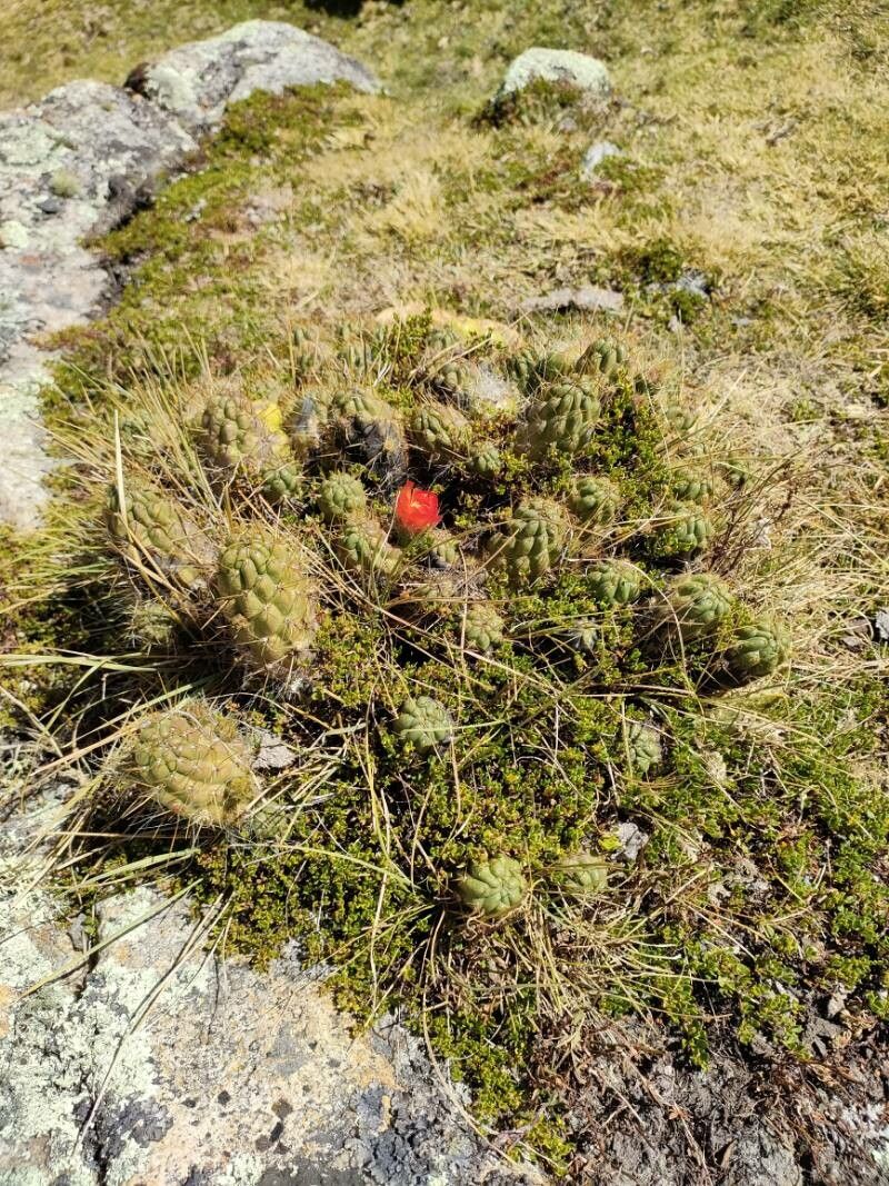Austrocylindropuntia floccosa habit