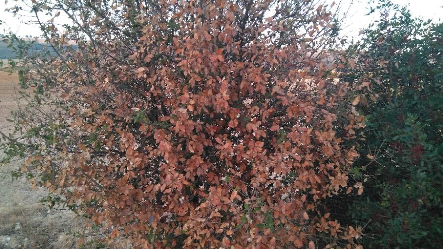 Frankenia composita — related species from the same genus