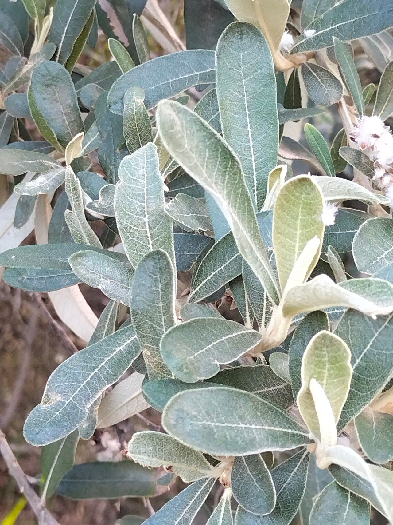 Tarchonanthus camphoratus leaf