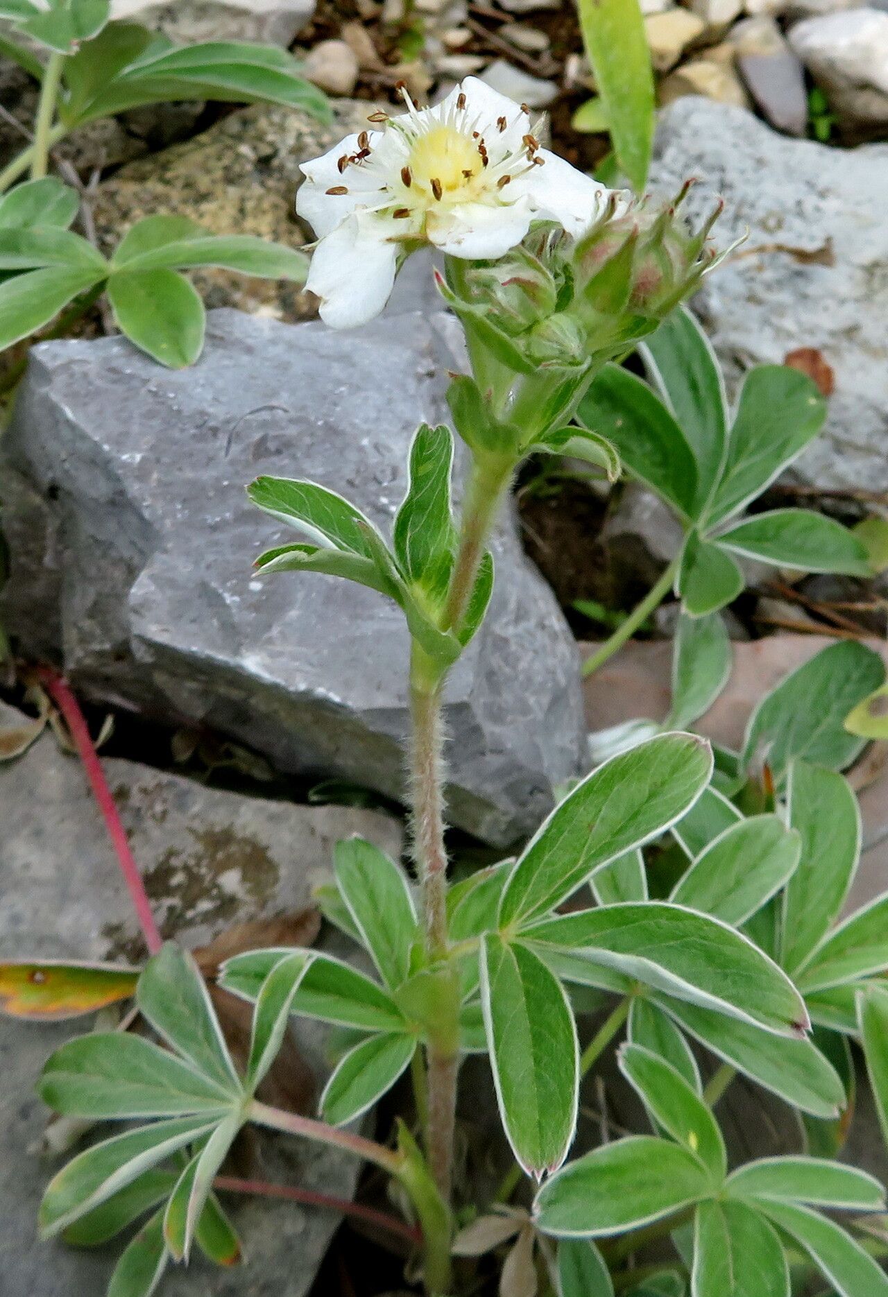 Potentilla geranioides habit