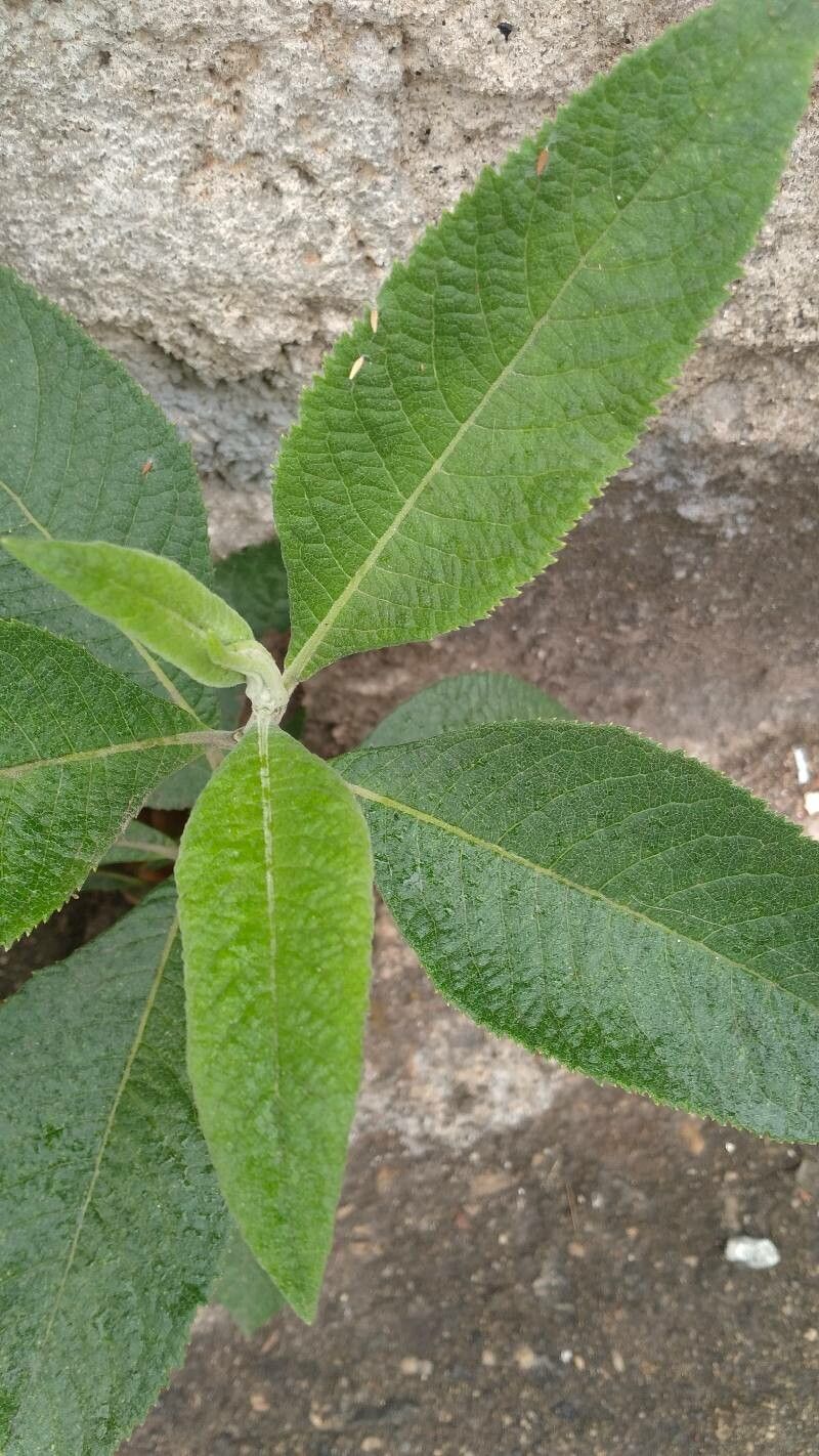 Blumea balsamifera leaf