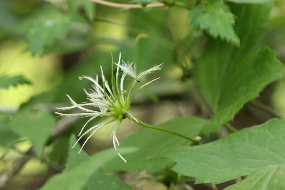Clematis japonica fruit