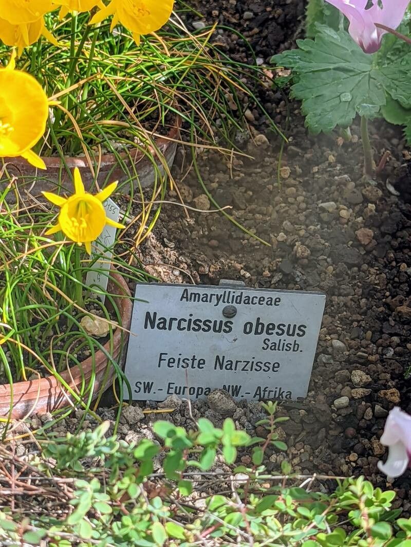 Narcissus obesus other