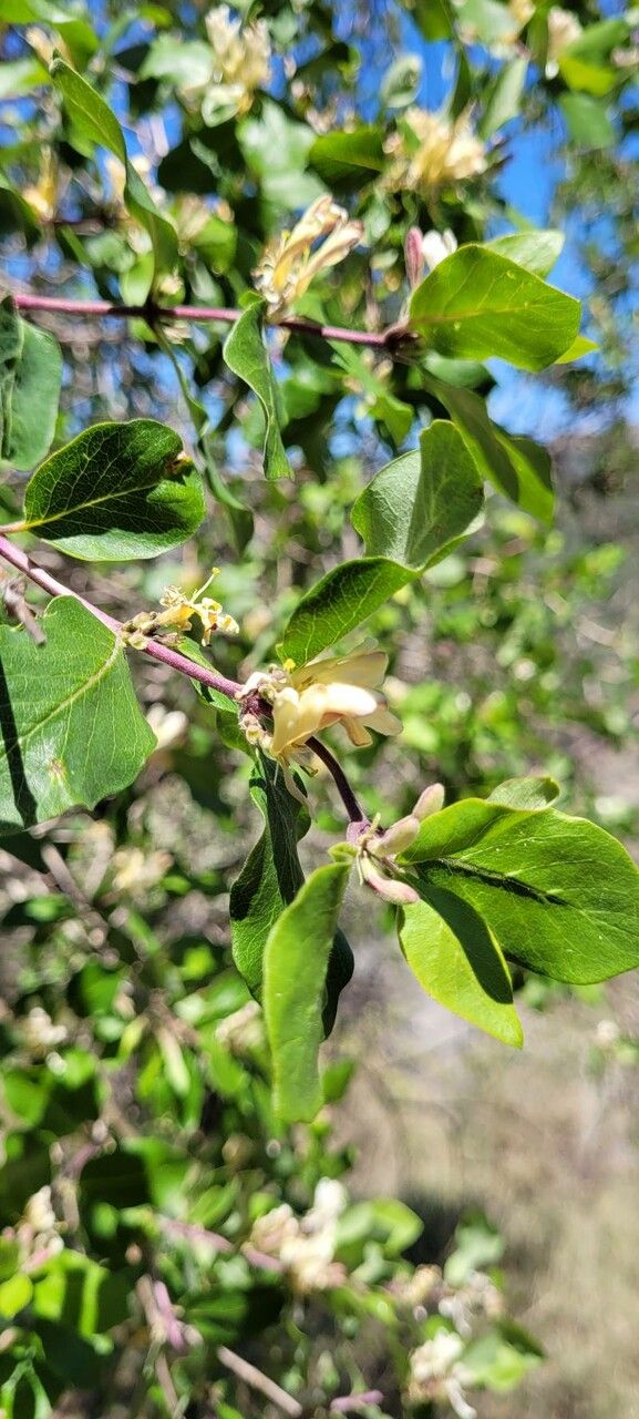 Lonicera arborea flower
