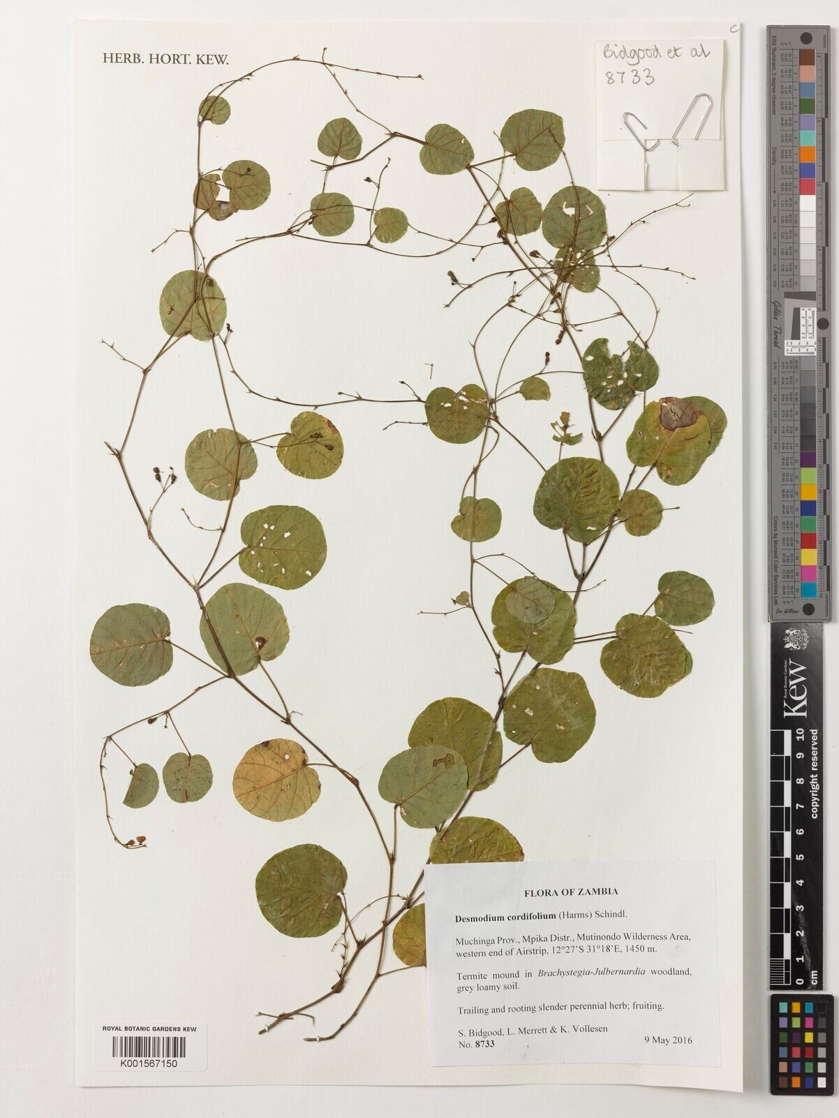 Grona cordifolia — related species from the same genus