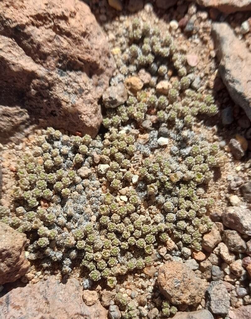 Junellia pappigera habit