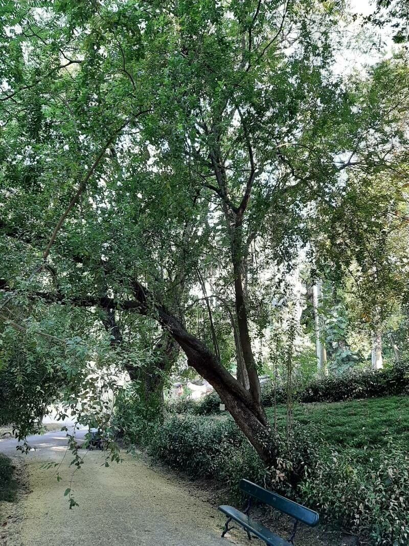 Schinus latifolius habit