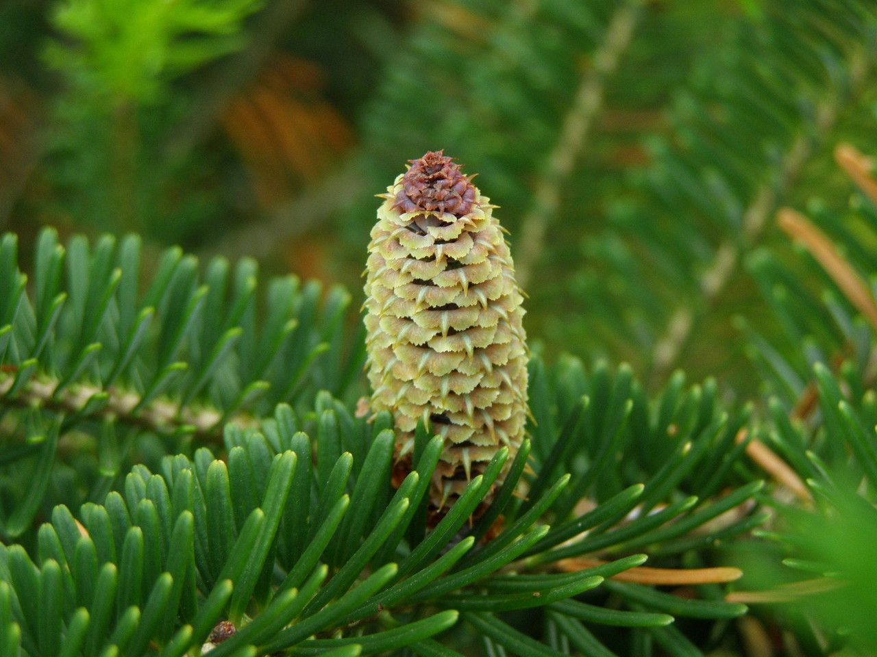 Abies fraseri fruit