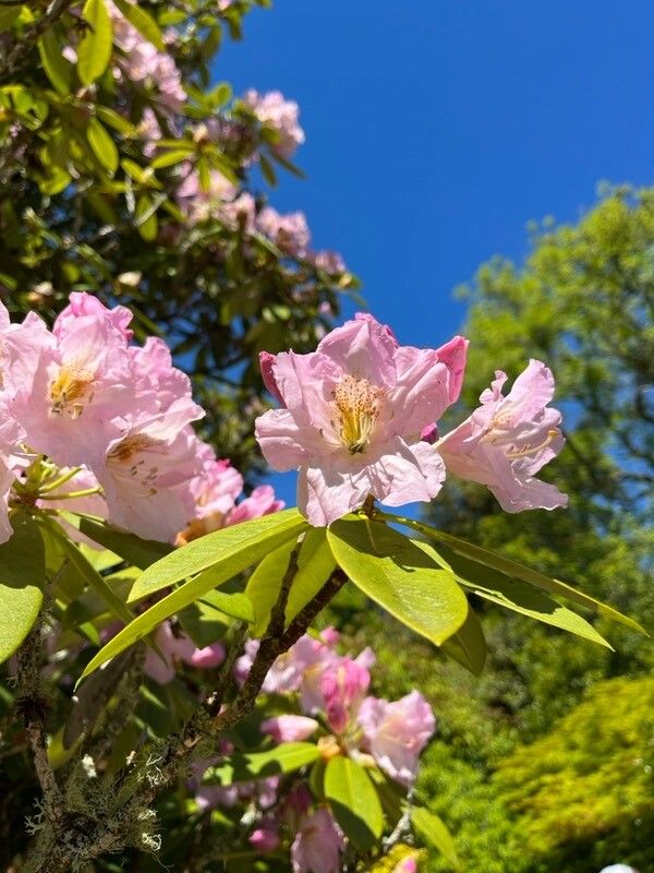 Rhododendron fortunei flower