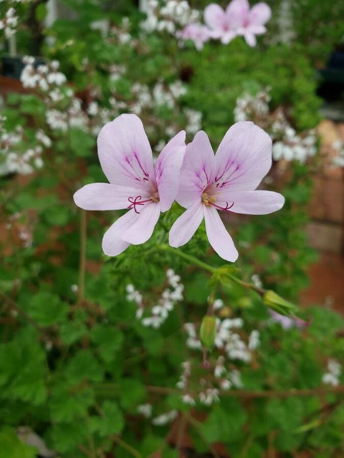 Pelargonium althaeoides flower