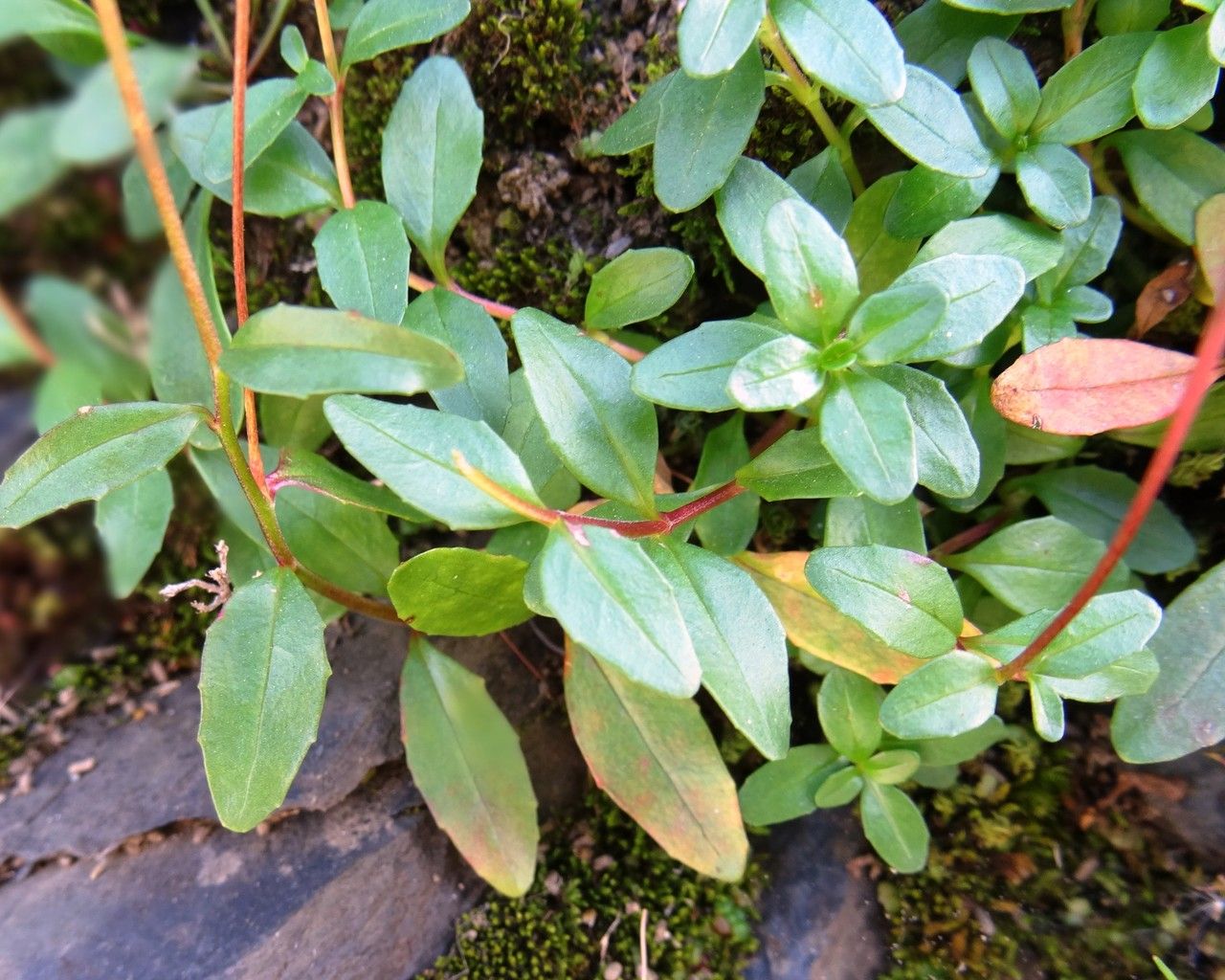Epilobium anagallidifolium leaf