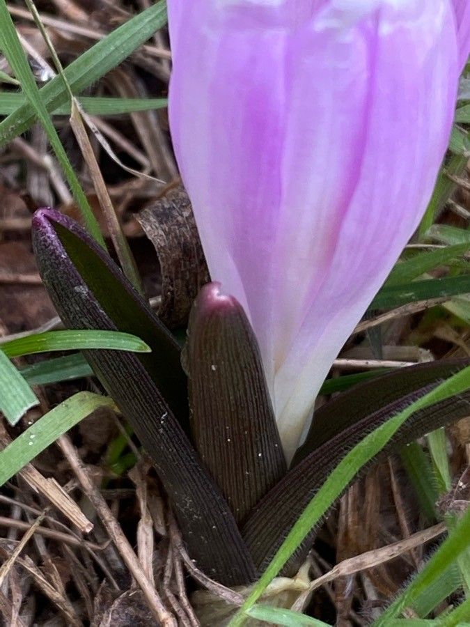 Colchicum bulbocodium leaf