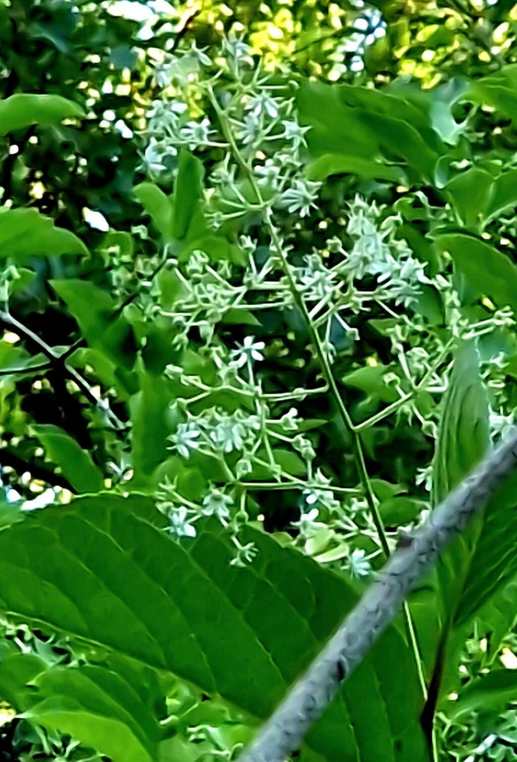 Tripterygium regelii habit