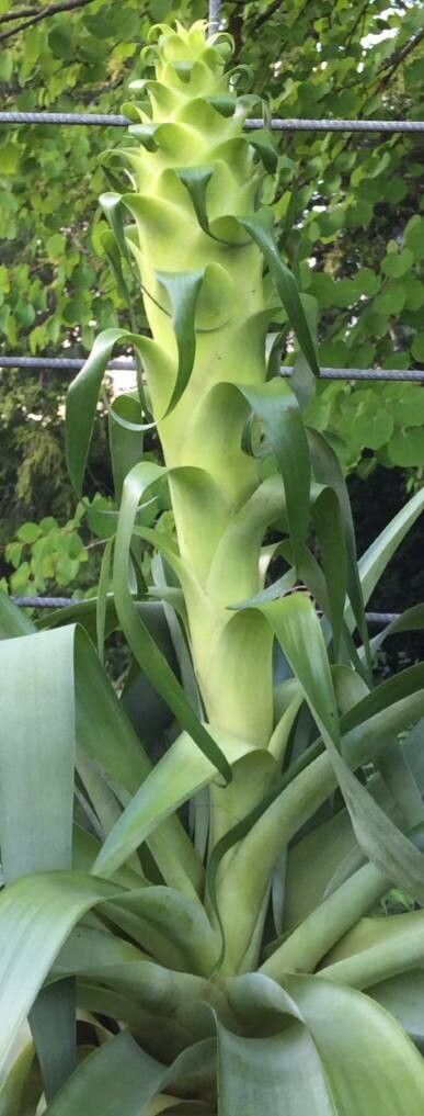 Tillandsia tillii habit