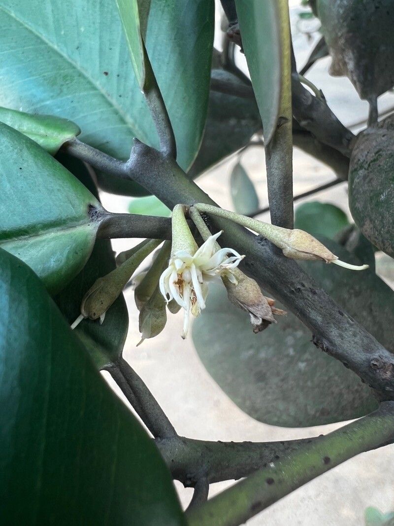 Manilkara obovata flower
