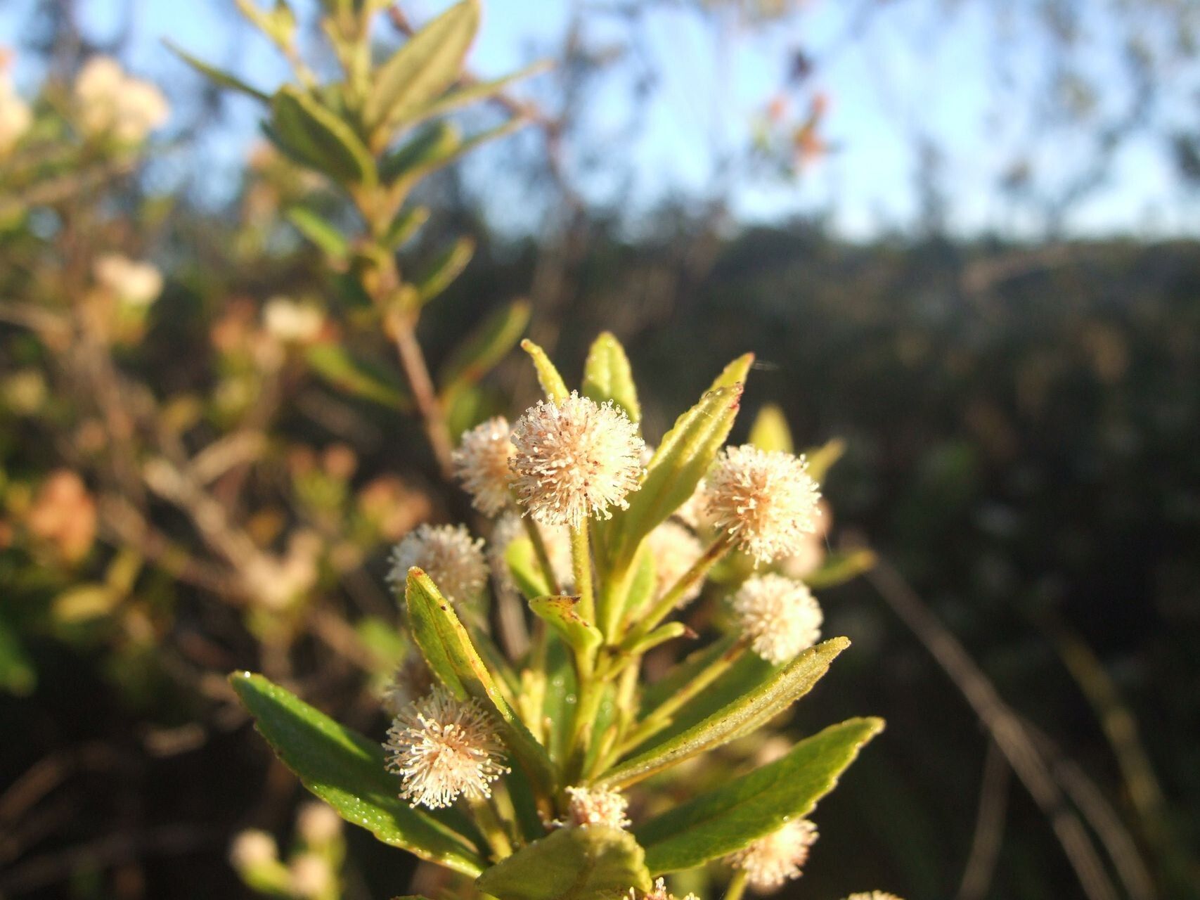 Pancheria alaternoides flower