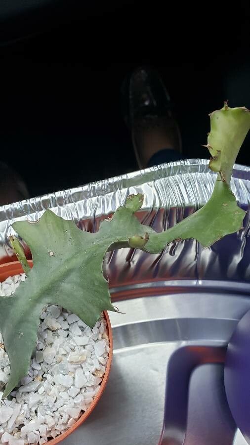 Euphorbia bougheyi leaf