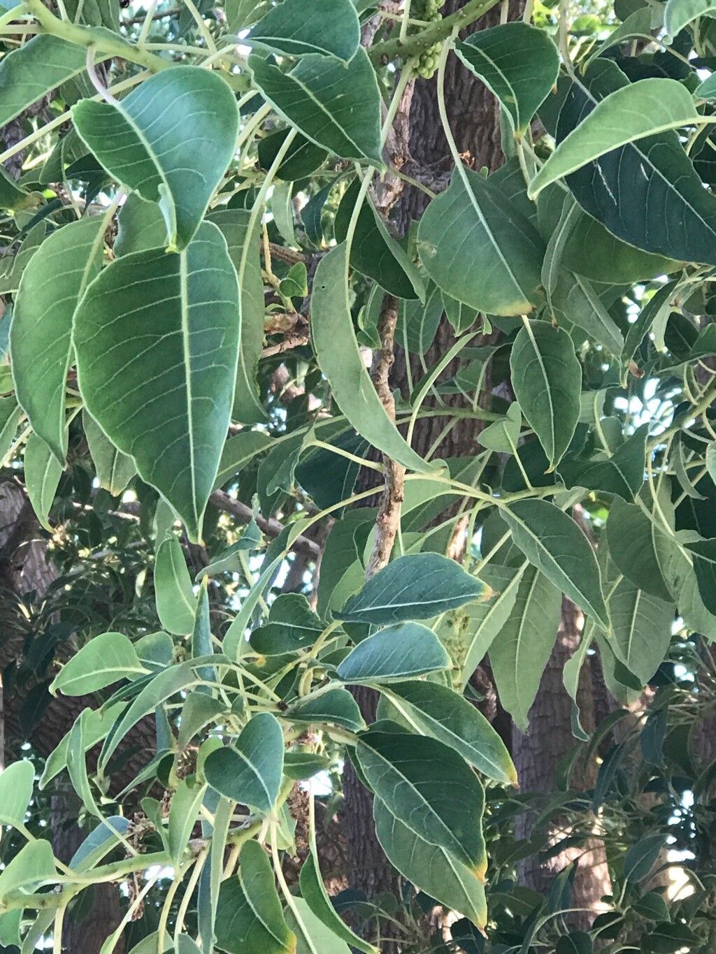 Bourreria petiolaris leaf