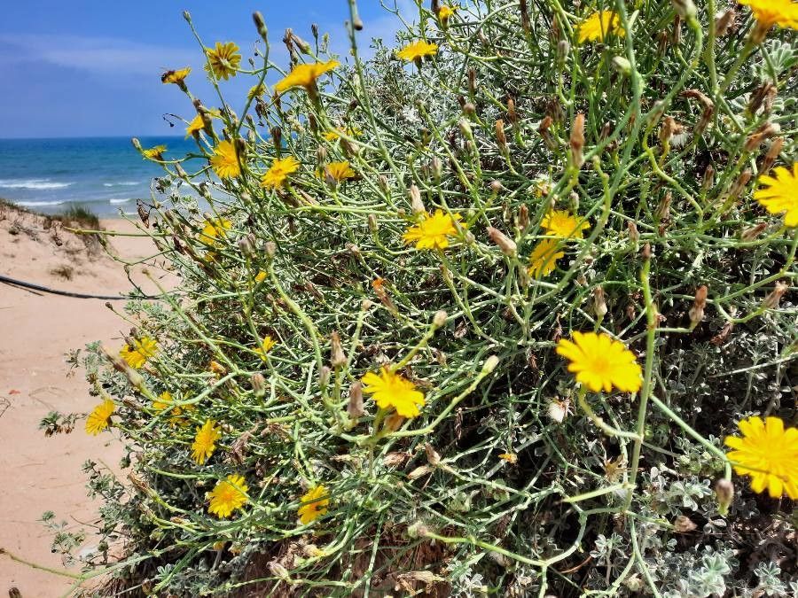 Launaea fragilis flower