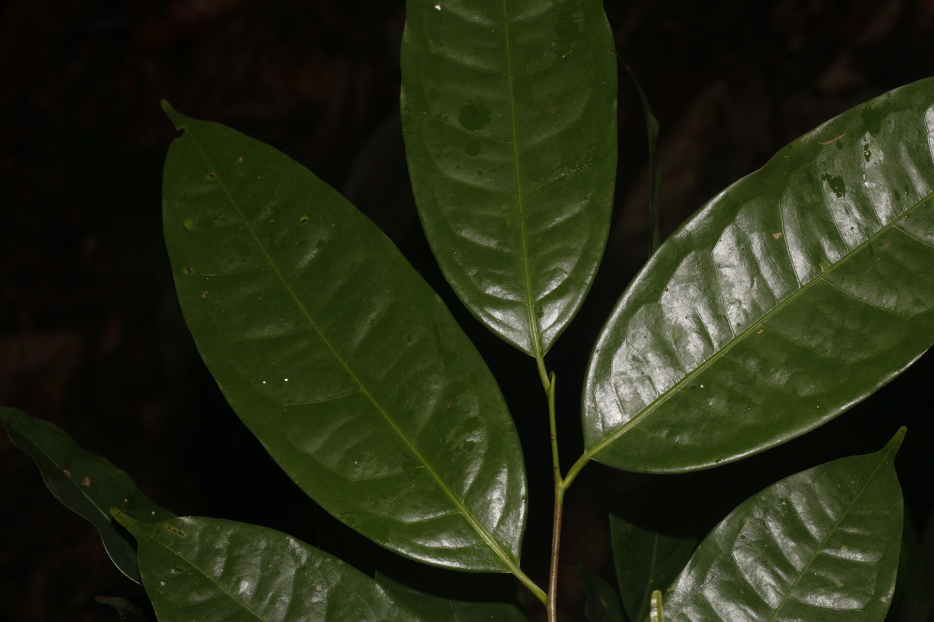 Licaria sarapiquensis leaf