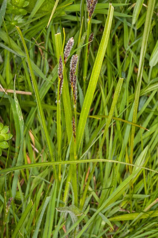 Carex hirta leaf