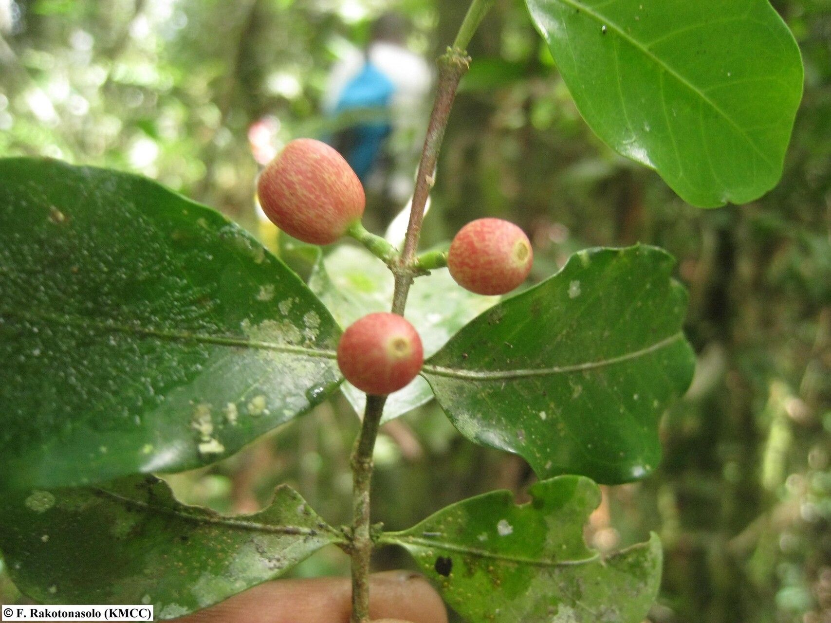Coffea toshii — houseplant care guide