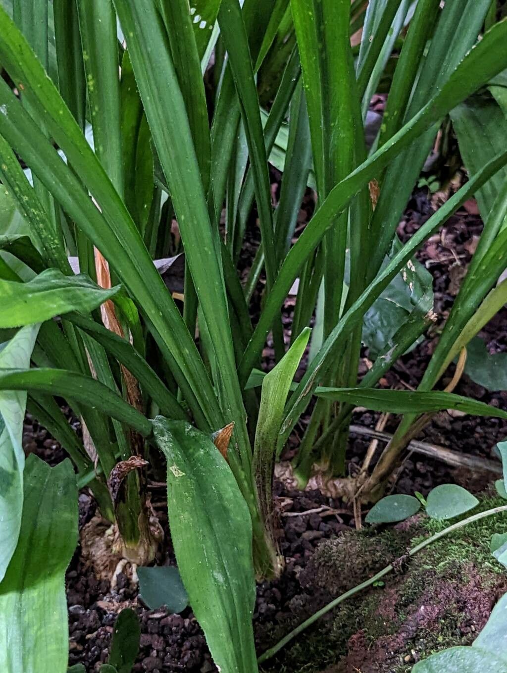 Aspidistra longifolia bark