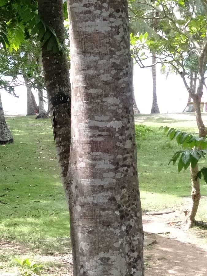 Dysoxylum gaudichaudianum bark