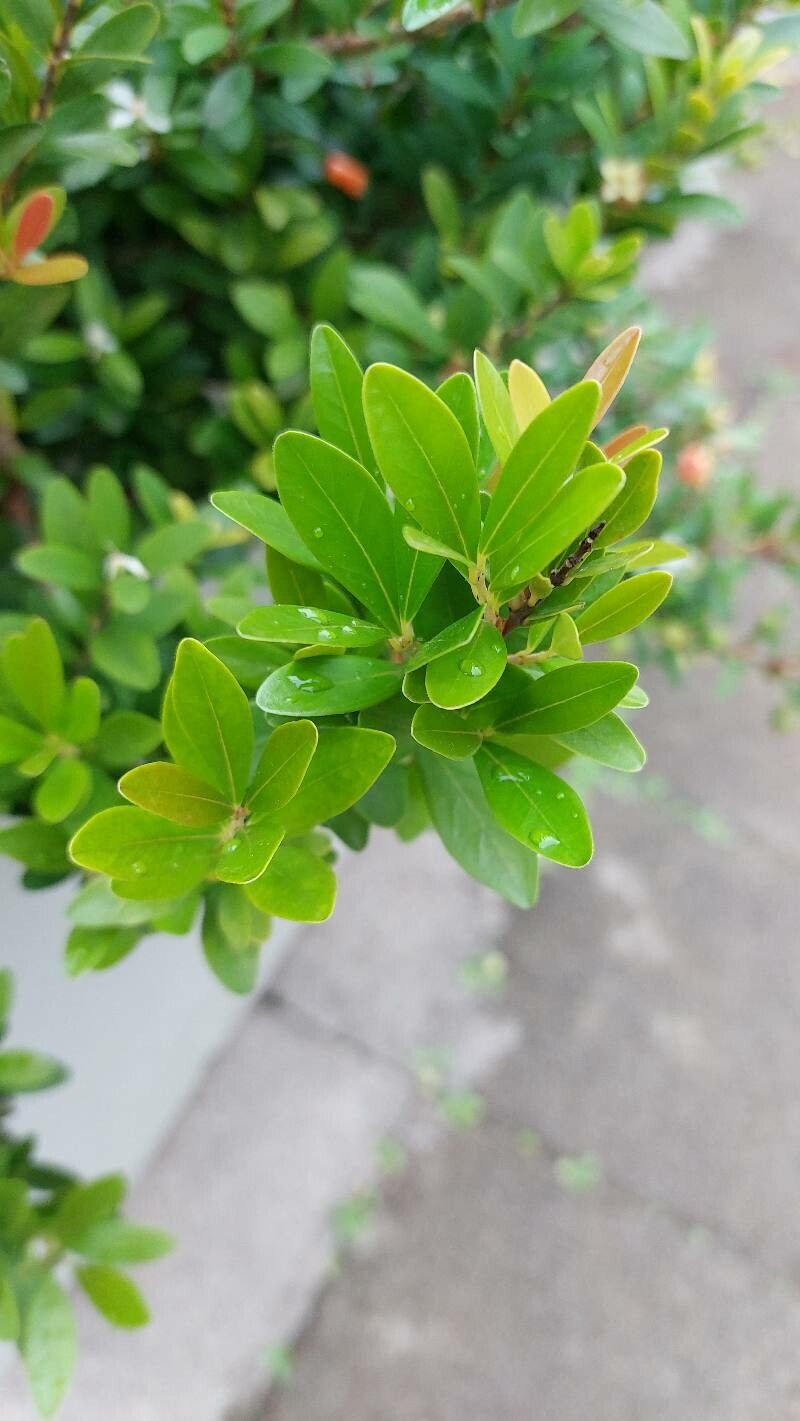 Eugenia mattosii — houseplant care guide