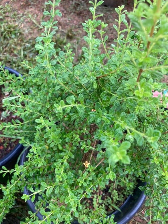 Lippia thymoides — search result for 'Lippia'