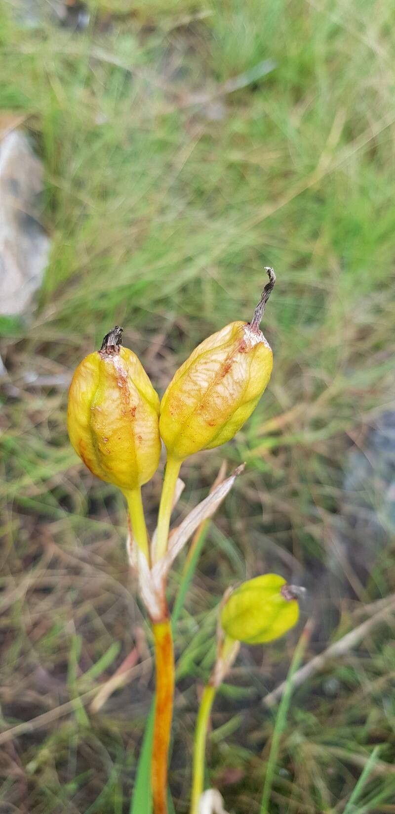 Iris hookeri fruit