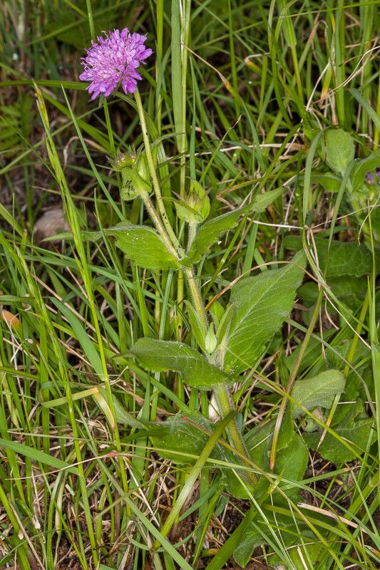Knautia drymeia leaf