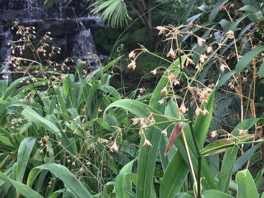 Arthropodium cirrhatum — search result for 'New Zealand'