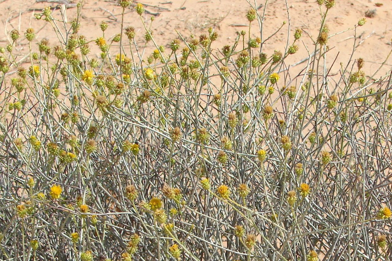 Bebbia juncea flower