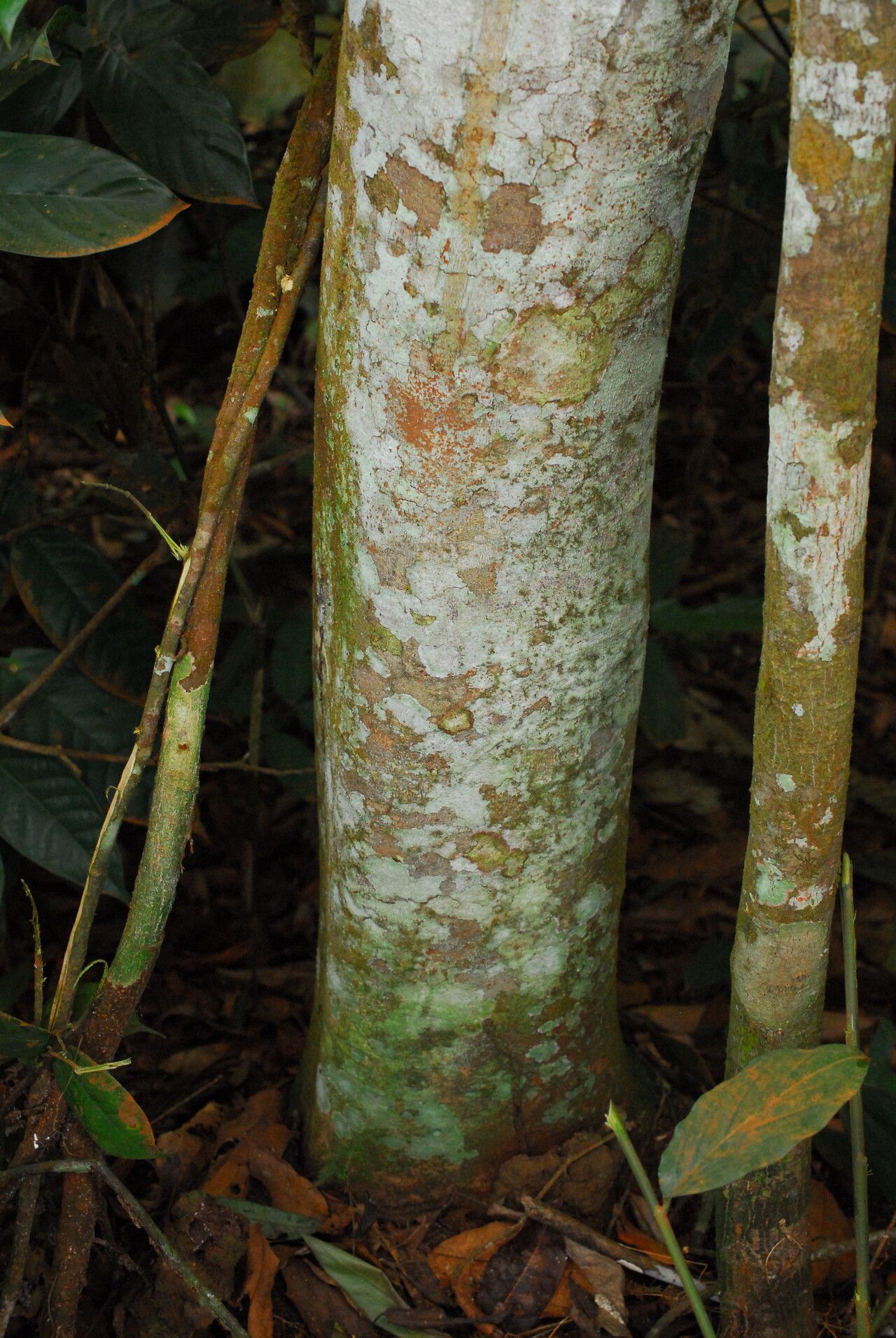 Julbernardia seretii bark
