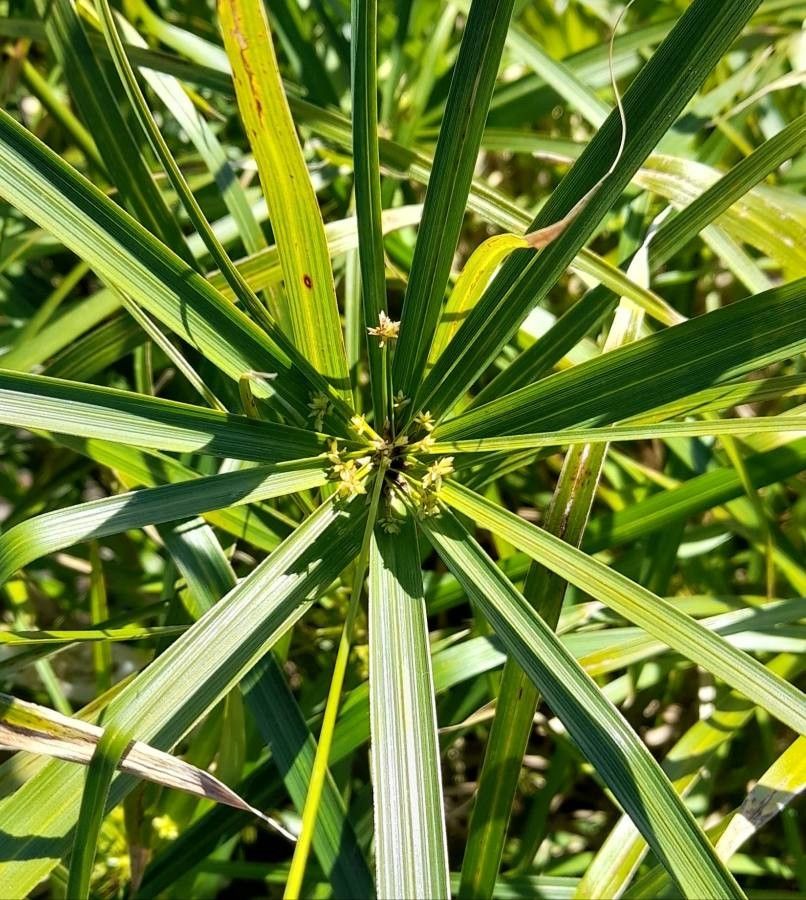 Cyperus unicolor flower