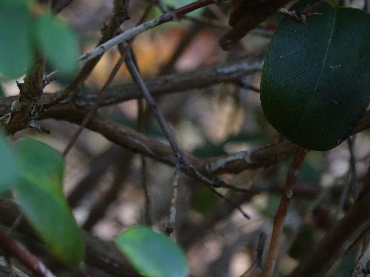Rhododendron williamsianum bark
