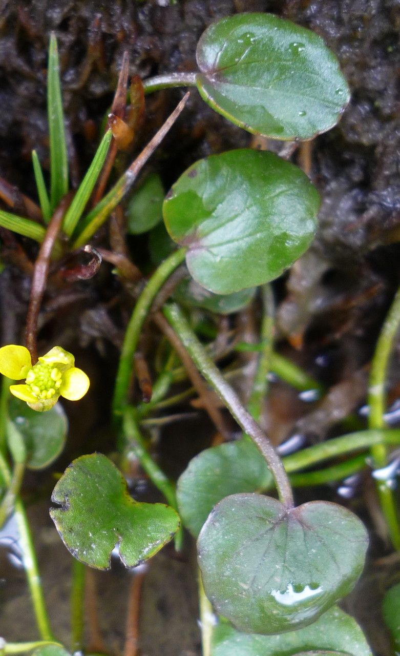Halerpestes uniflora habit
