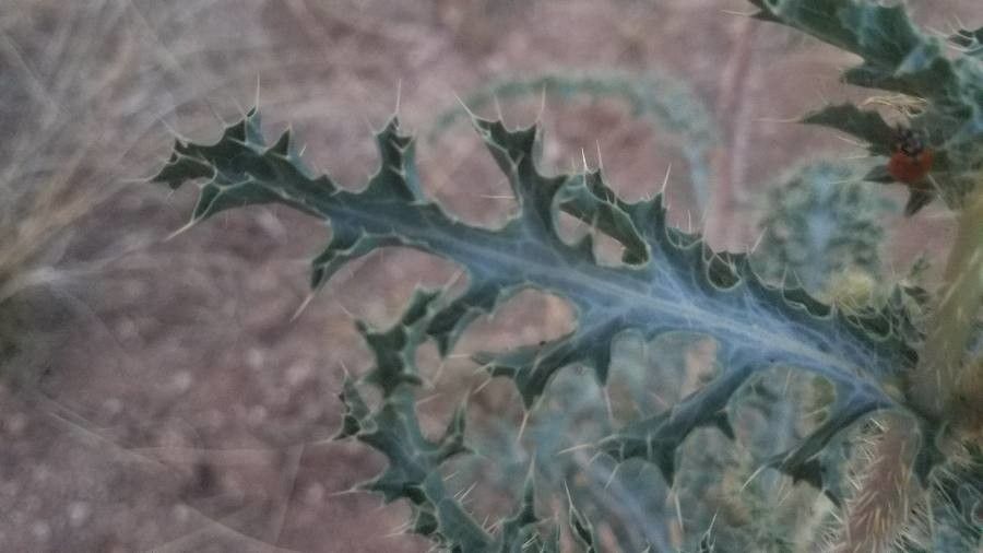 Argemone pleiacantha — search result for 'Perennial or annual herb'