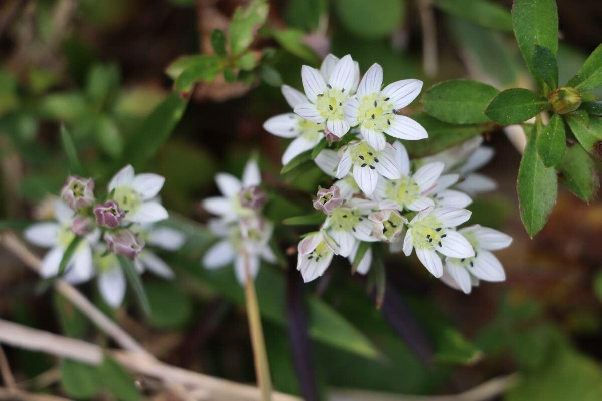 Swertia japonica — houseplant care guide